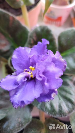 Фиалка сентполия (детки)