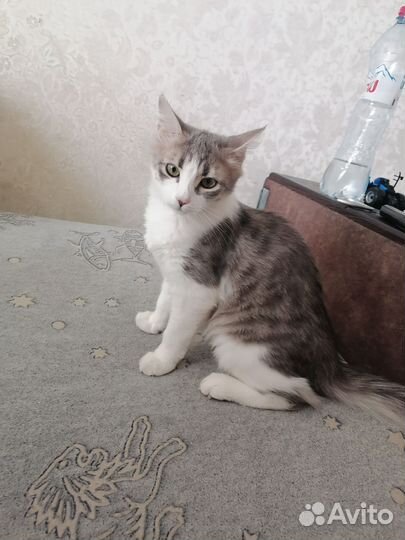 Кошка