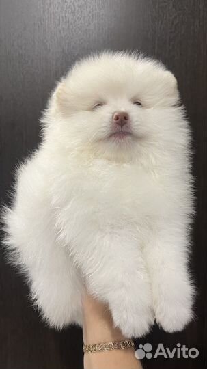 Щенки шпица