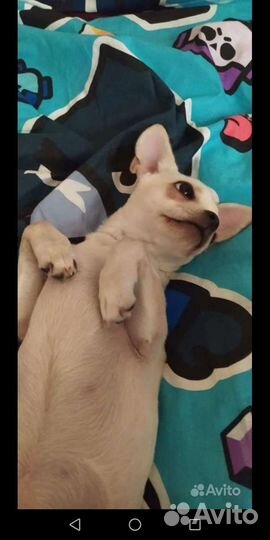 Чихуахуа, той терьеры, карликовый пинчер.Доставка