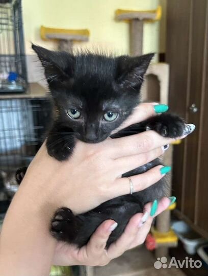 Черный маленький котёнок мальчик