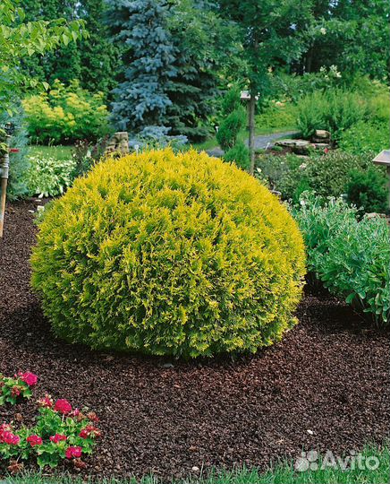 Туя западная Даника Ауреа