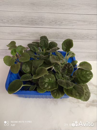 Фиалки набор