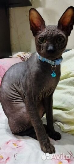 Котята сфинкс браш