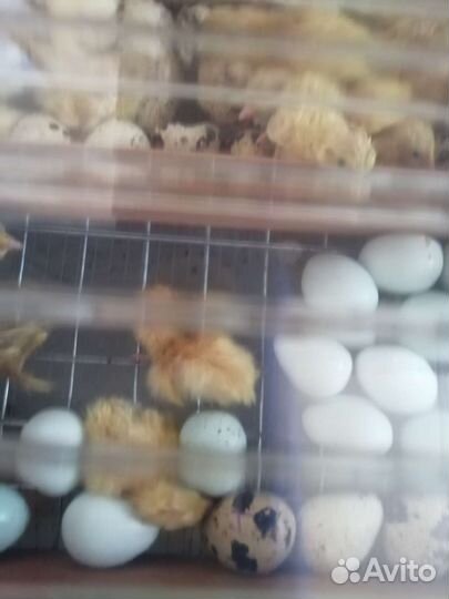 Перепелята