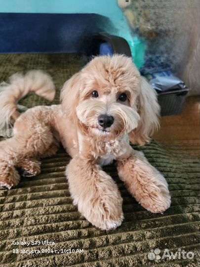 Мальтипу f1 мини