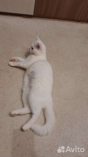 Кошки в добрые руки бесплатно