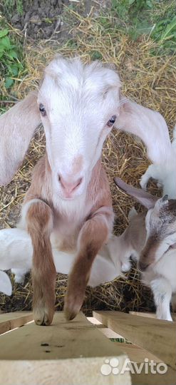 Продаю козлят