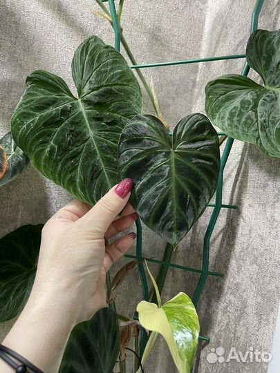 Форма 2 Веррукозум