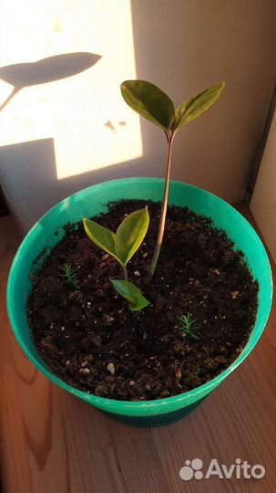 Замиокулькас