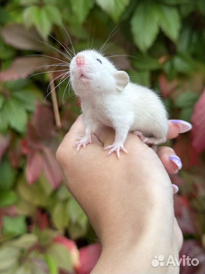 Крысята. Крысенок Дамбо. Крыса дамбо