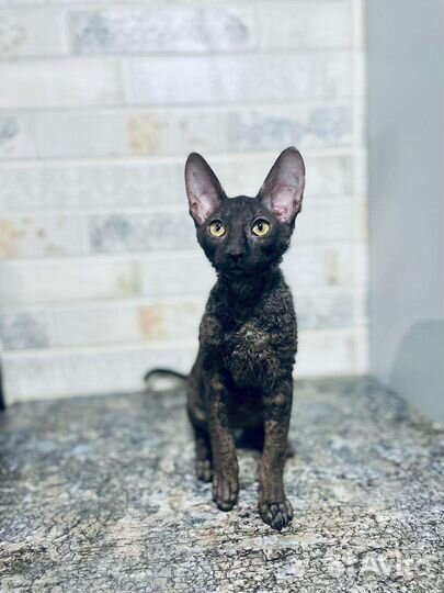 Корниш-рекс котик