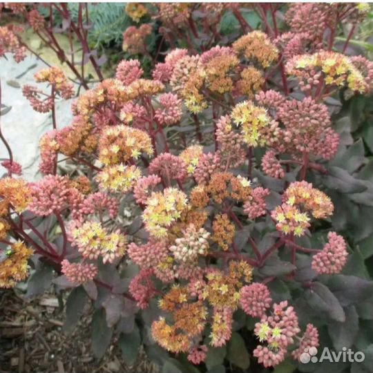 Очиток (седум) Йеллоу Ксенокс