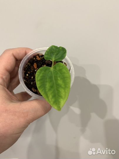 Антуриум гибрид