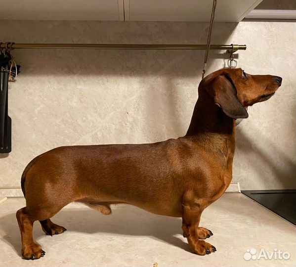 Таксы кобель для вязки