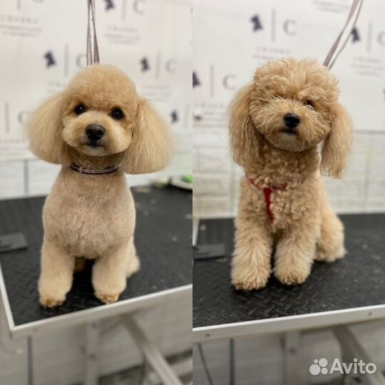 Груминг грумер стрижка собак