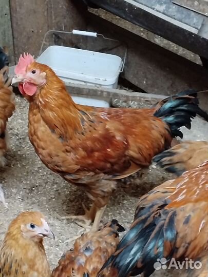 Молодые петушки