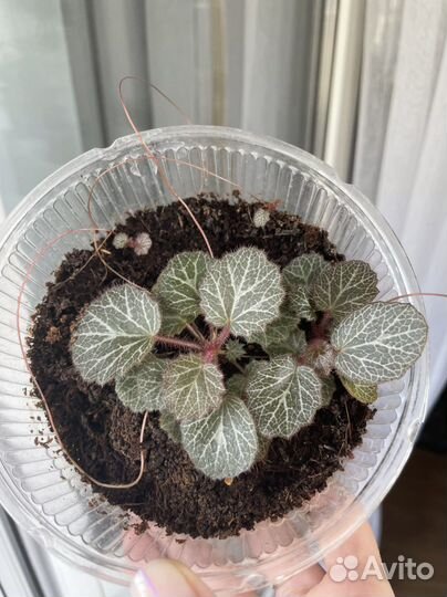 Детка камнеломки