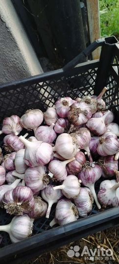 Чеснок домашний