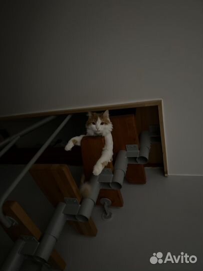 Отдам кота в добрые руки