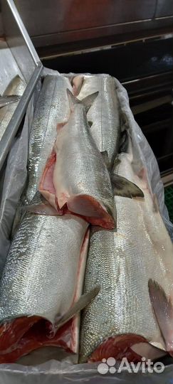 Свежая рыба красная Камчатка