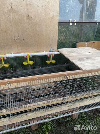 Клетка для перепелок