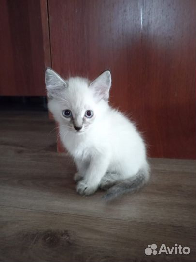 Котенок