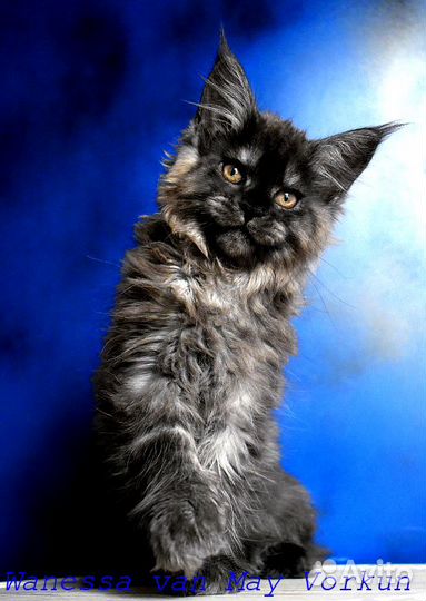 Кошка в любимки