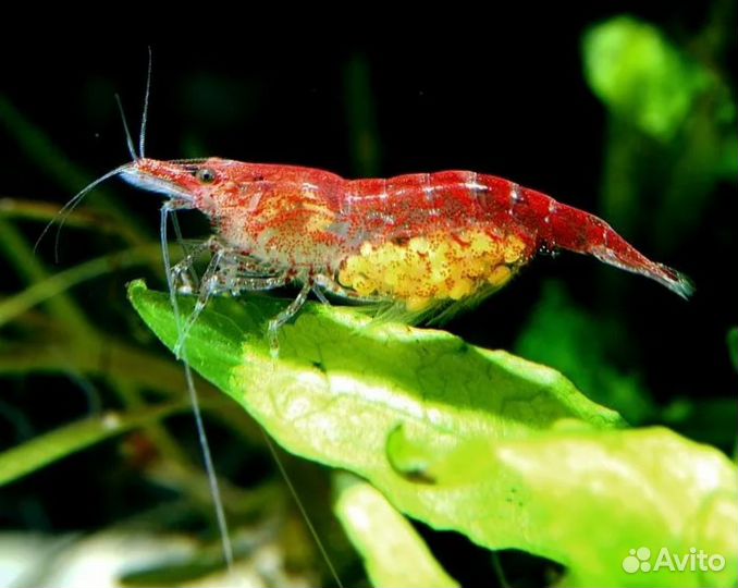 Аквариумные рыбки и креветки