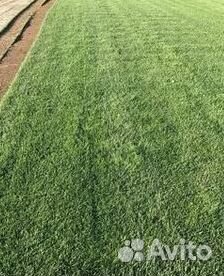 Рулонный газон