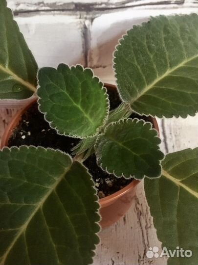 Комнатные цветы