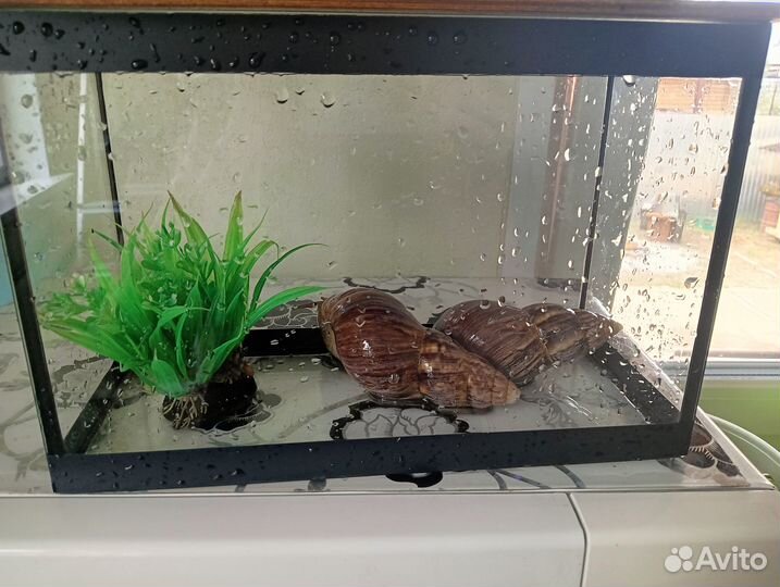 Улитки ахатины бесплатно