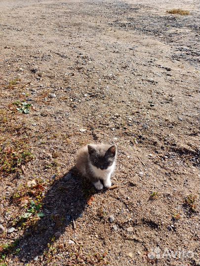 Котята в добрые руки бесплатно