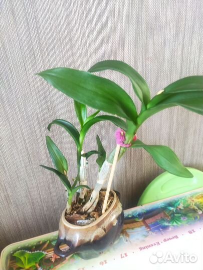 Орхидея дендробиум