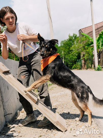 Французская овчарка в добрые руки отдам бесплатно