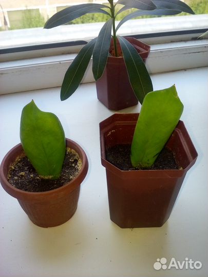 Калла сортовая