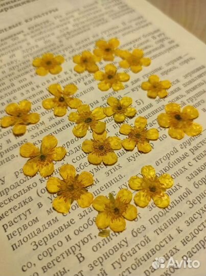 Сухоцветы для творчества