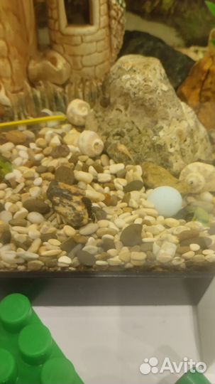 Анцитрус сомики мальки