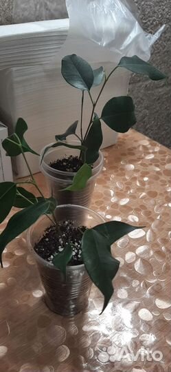 Фикус Бенджамина