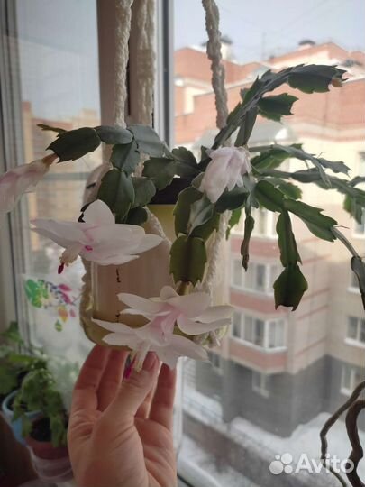 Декабрист шлюмбергера белый