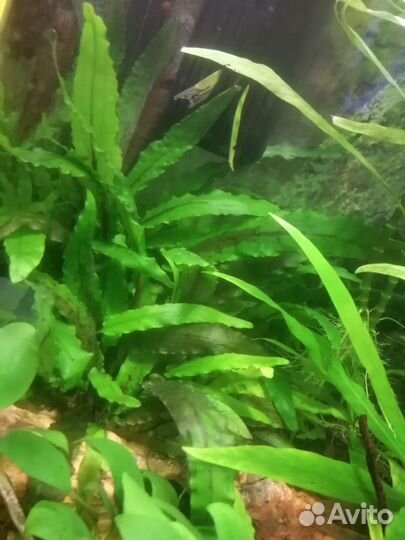 Криптокарина Вендта