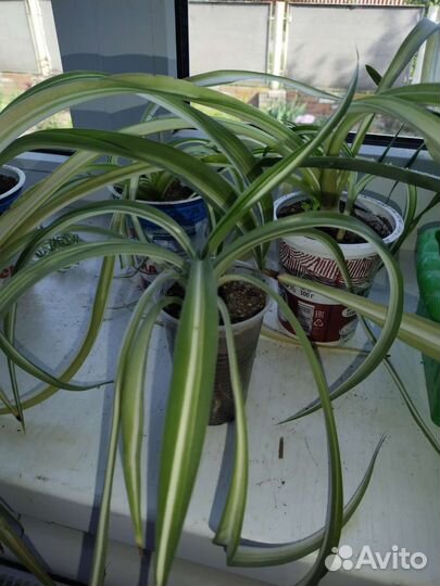 Хлорофитум кудрявый