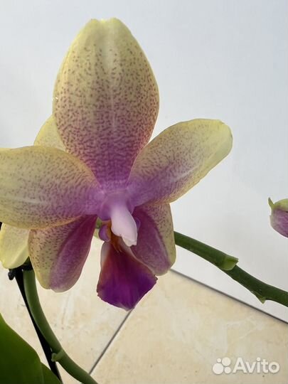 Орхидея фаленопсис лиодоро