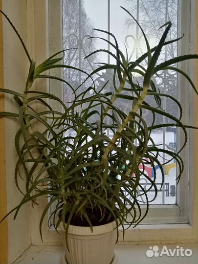 Алоэ лечебный