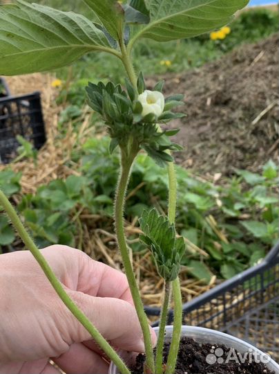 Саженцы клубники купчиха