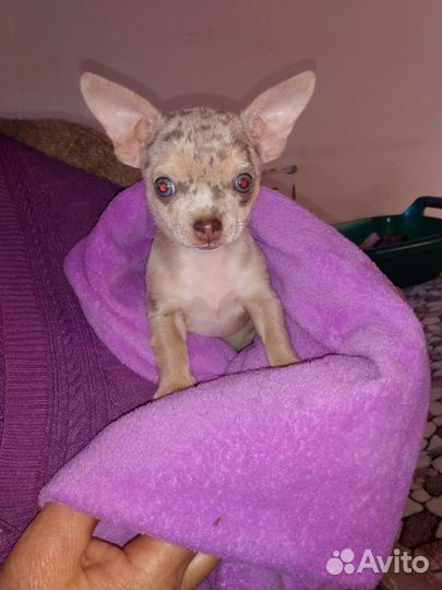 Эксклюзивчик