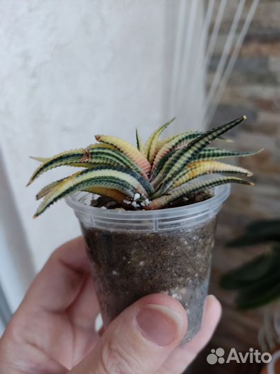 Хавортия лимифолия вариегатная