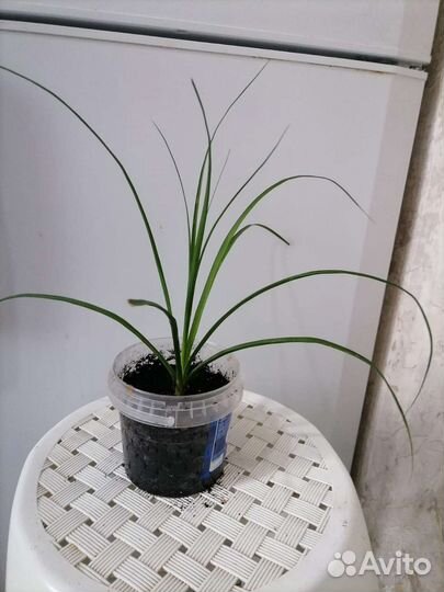 Бокарнея нолина