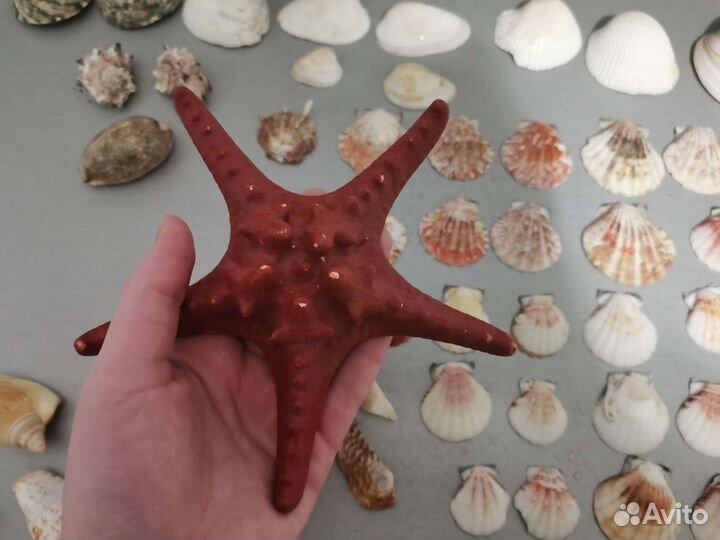 Набор ракушек