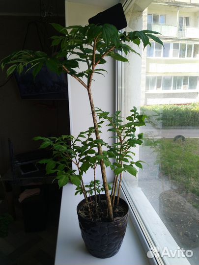 Бамбуковая пальма